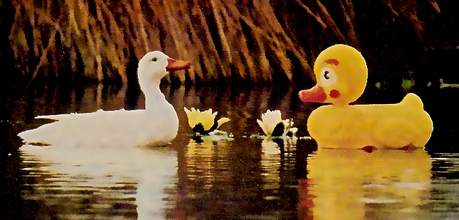 ducks-edited-1