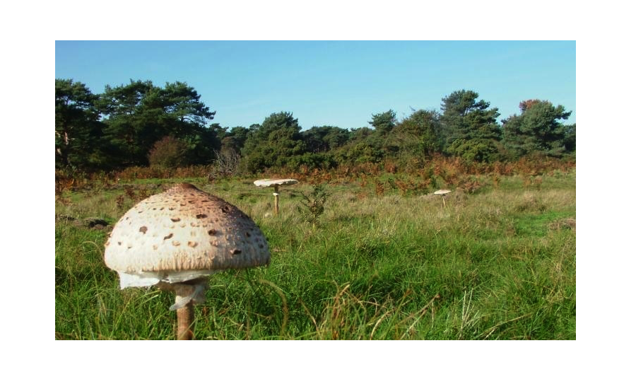 mushrooms-pop-up-all-over