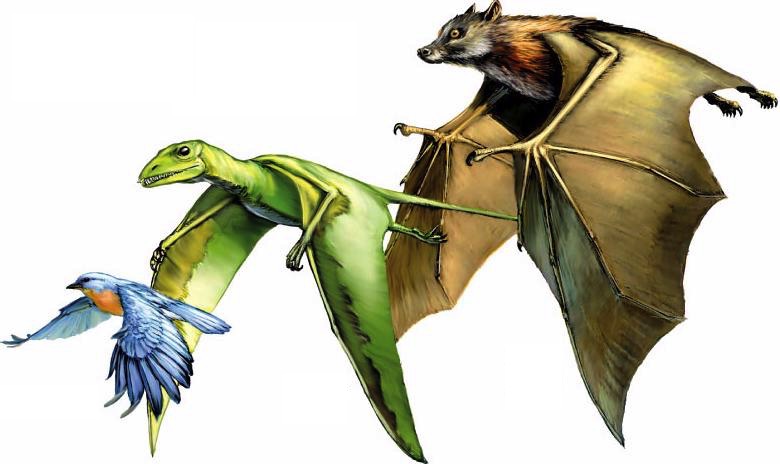 winged-bat-bird-dinosaur